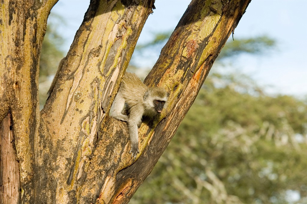 Serengeti Vervet Monkey00.jpg - Black-faced Vervet Monkey (Cercopithecus aethiops), Tanzania March 2006